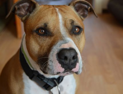 Tenue des chiens de catégorie