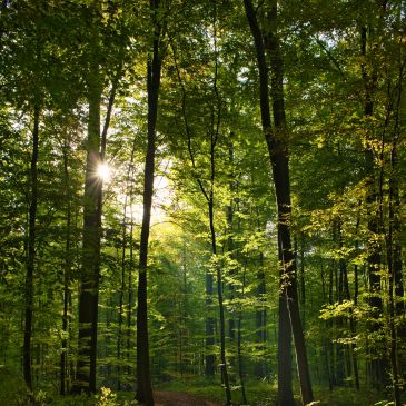 Fontaine aux Pommiers