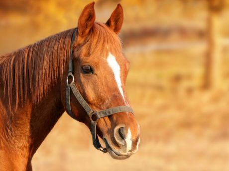 Portes Ouvertes - Centre Equestre Gionges