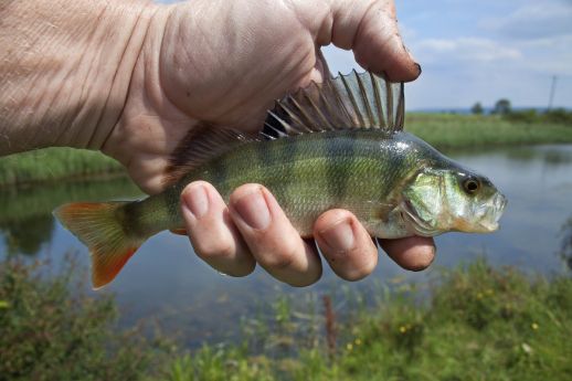 Poisson